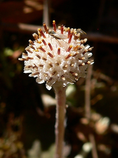 {Antennaria solitaria}